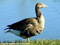 White fronted